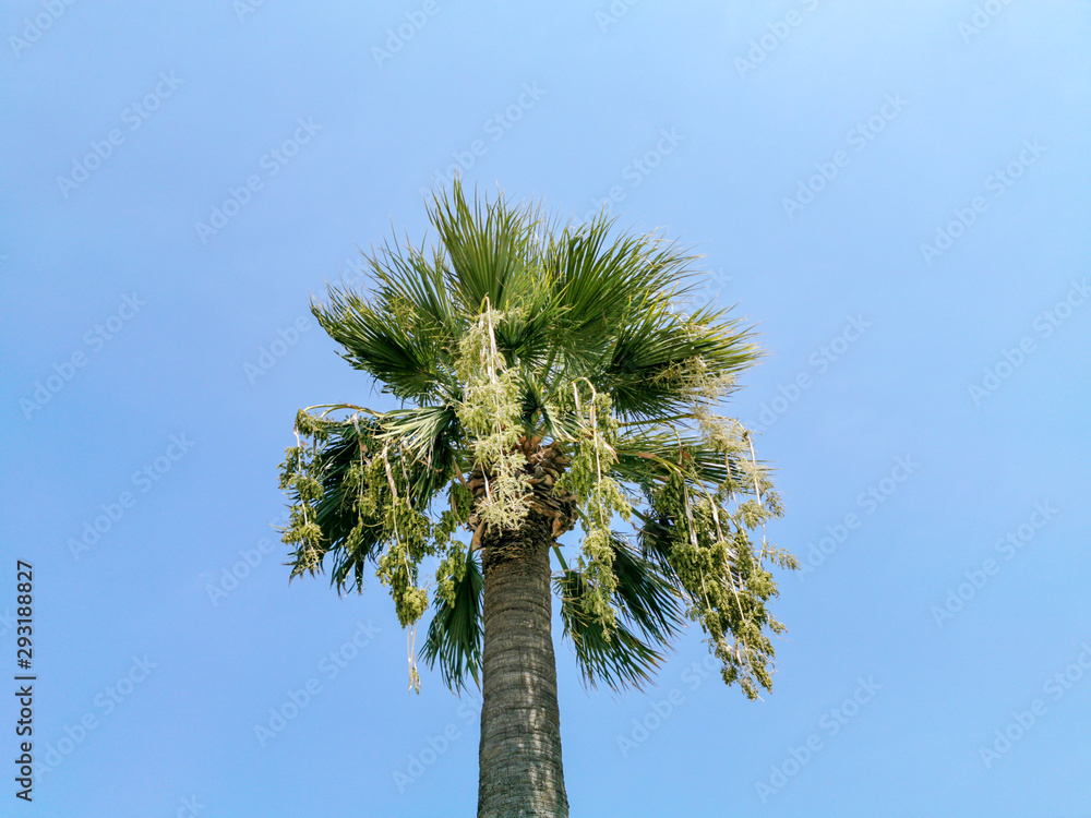 single palm tree at the tropical beach blue sky at the background single palm tree at the tropical beach blue sky at the background