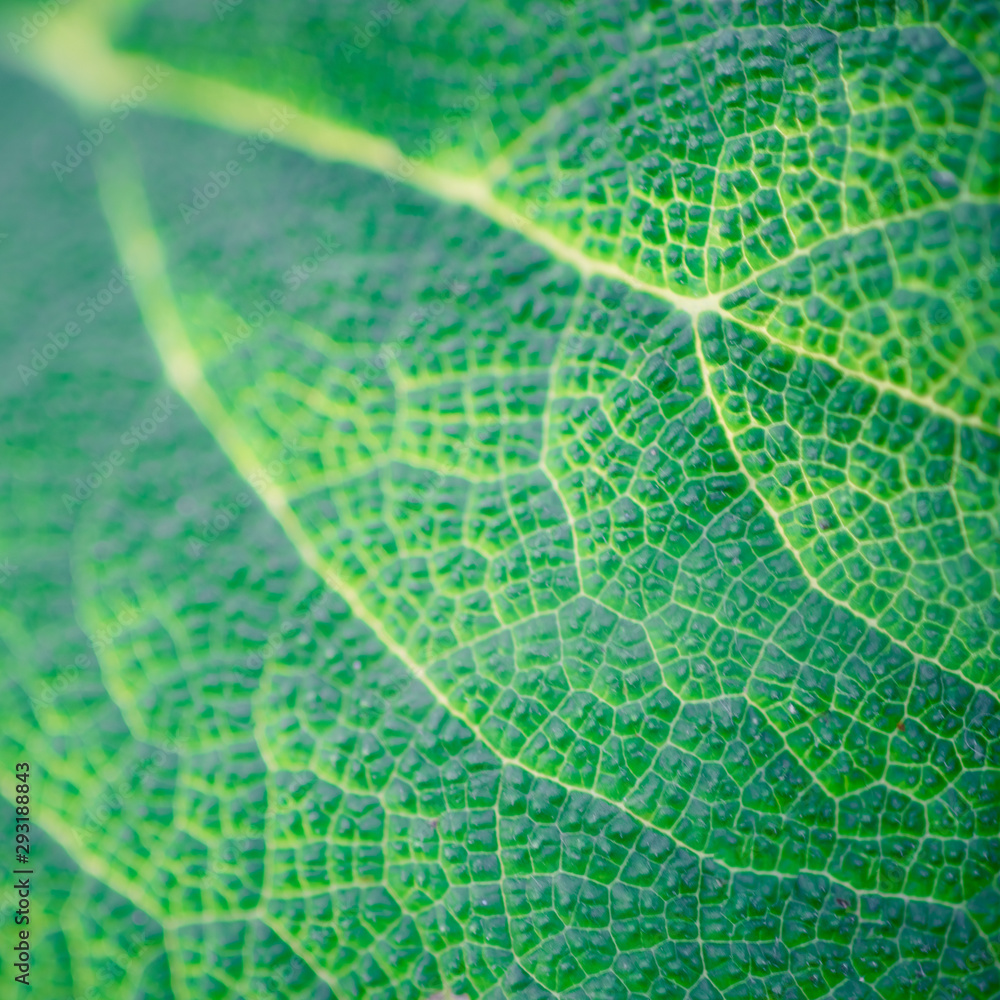green burdock leaf closeup, macro photo for background.