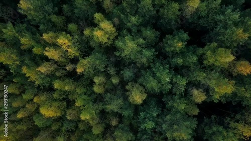 Early autumn in forest aerial top view. Mixed forest, green conifers, deciduous trees with yellow leaves. Fall colors countryside woodland. Drone zoom out spins above colorful texture in nature photo