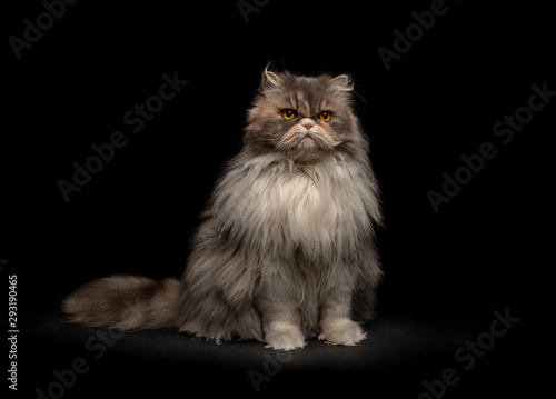 Portrait of a fluffy cat