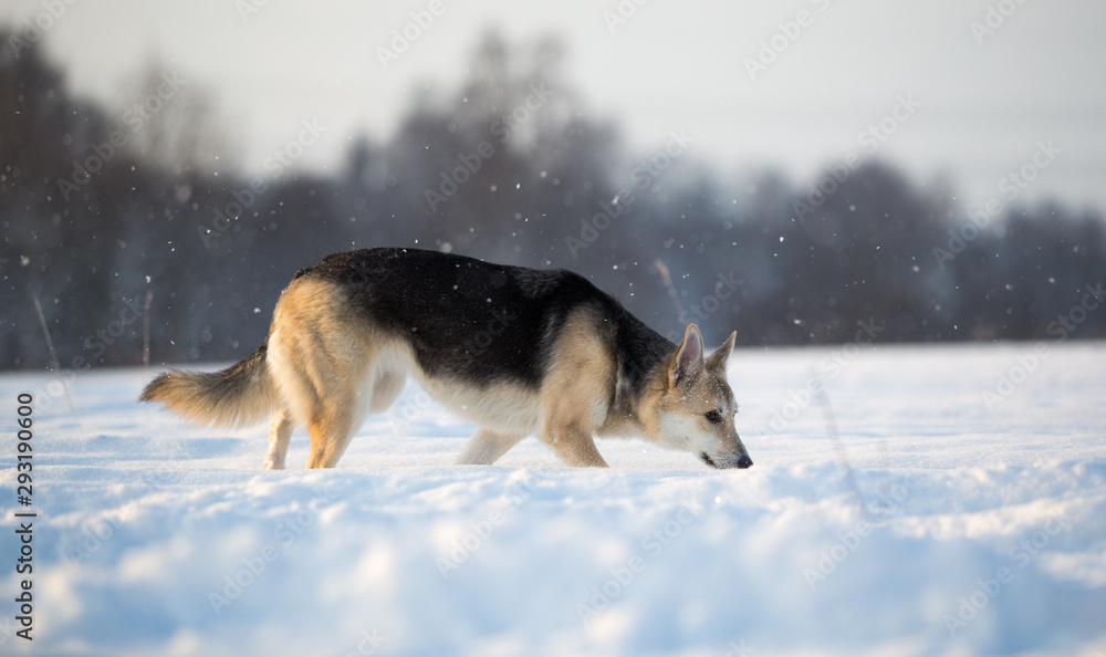 At sunset the dog walk on a trace. Winter. At sunset the dog walk on a trace. Winter.