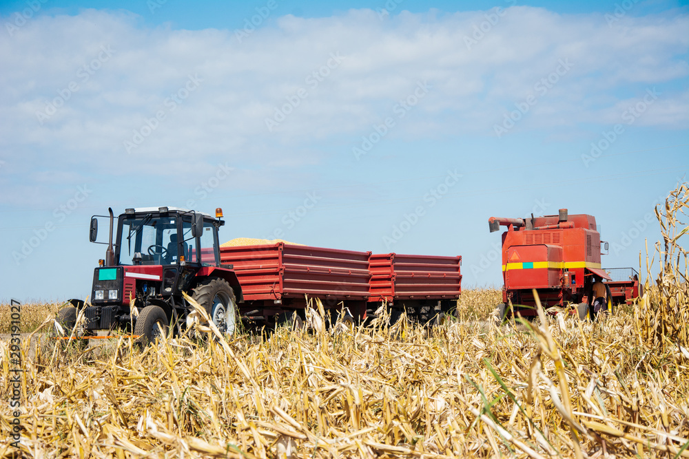 Fototapeta premium Harvesting machine working in the field.