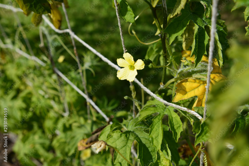 Female flower on a bitter gourd plant