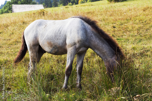 Young Gray Dappled Horse Standing in the field