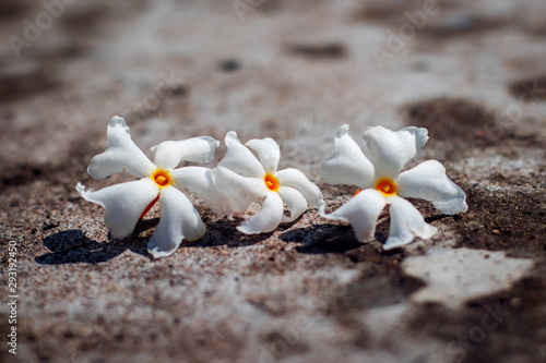 selective focus of Night-flowering jasmine photo