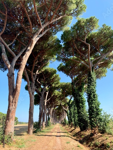 Treelined road, San Vincenzo, Tuscany, Italy