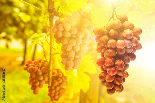 Reben am Weinstock