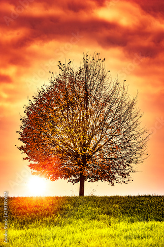 Herbstlicher Baum bei Sonnenuntergang