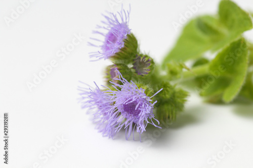 Fluffy lilac flower ( Mexican paintbrush or Ageratum houstonianum) on a white background. photo