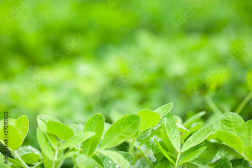 Green leaf of peanut on blurred greenery background. Closeup, Copy space for text.