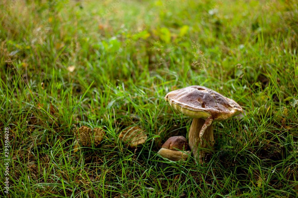 Fototapeta premium Pilz im Gras