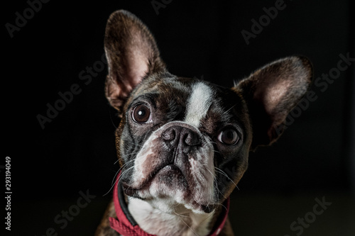Portrait boston terrier pure breed black background closeup © RubenPH