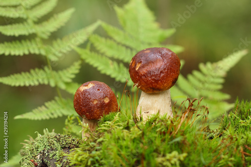 Cep, mushroom in autumn forest. © Romano72