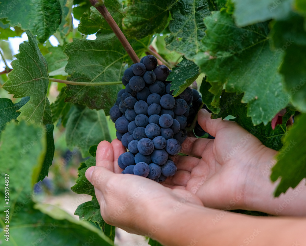 Close up of hands of young woman with fresh delicious ripe dark blue grapes on green leaves background. Traditional collecting handmade organic fruit. Red wine grapes on vine. Autumn harvest in Spain