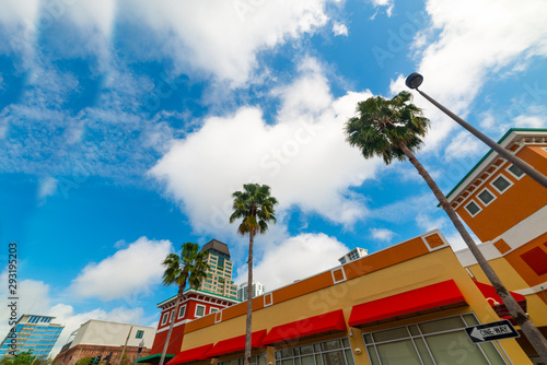 Palm trees in downtown Saint Petersburg