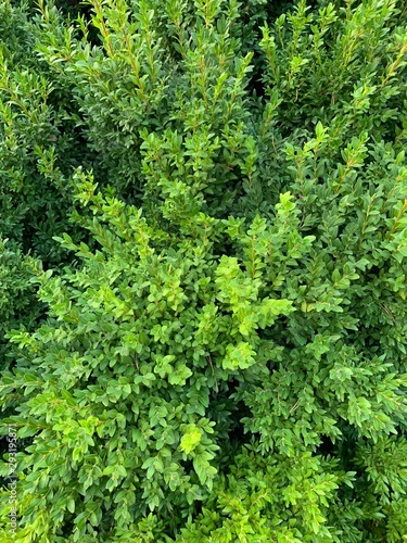 Green leaves wall hedge as background of fresh boxwood Buxus Sempervirens Rotundifolia.