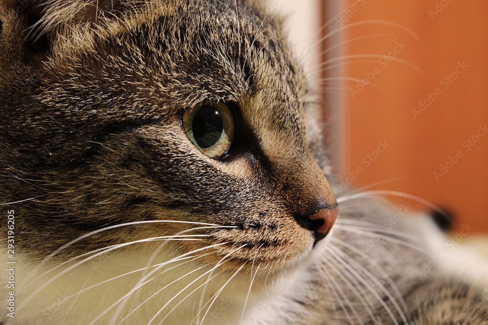 Close up portrait of a cute striped kitten
