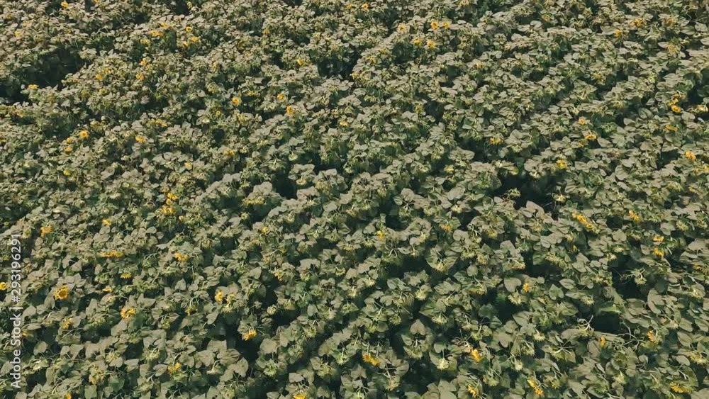 Aerial top down backward flight over the field with sunflowers. Aerial top down backward flight over the field with sunflowers.