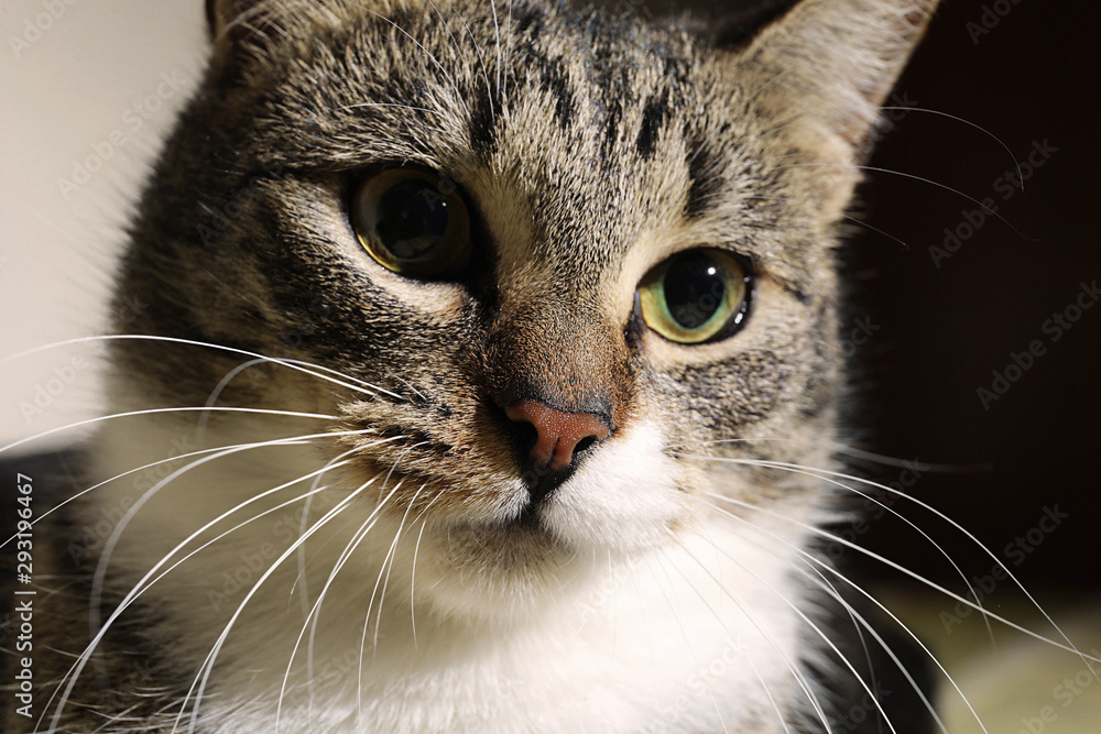 Close up portrait of a cute striped kitten Close up portrait of a cute striped kitten