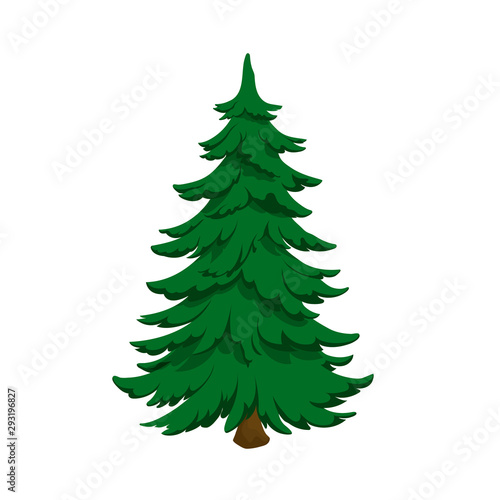 Isolated image of fir. Green pine in cartoon style. Forest tree on white background