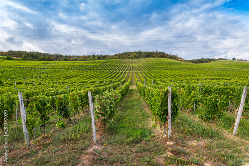 фотографія Rows of vineyard on hill before harvesting in Tokaj area of Slovakia