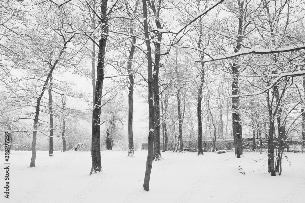 Naklejka premium neve 2