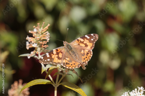 Schmetterling auf Blume