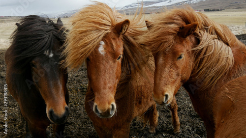 Icelandic horses in Iceland
