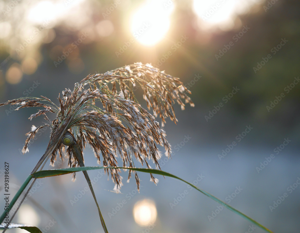 Obraz premium Schilfgras in der Morgensonne