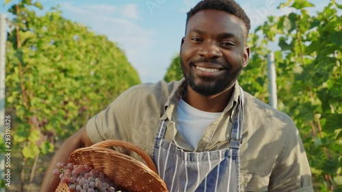 Portrait of happy african winemaker showing basket full of ripe grapes feeling proud collecting harvest at vineyard.