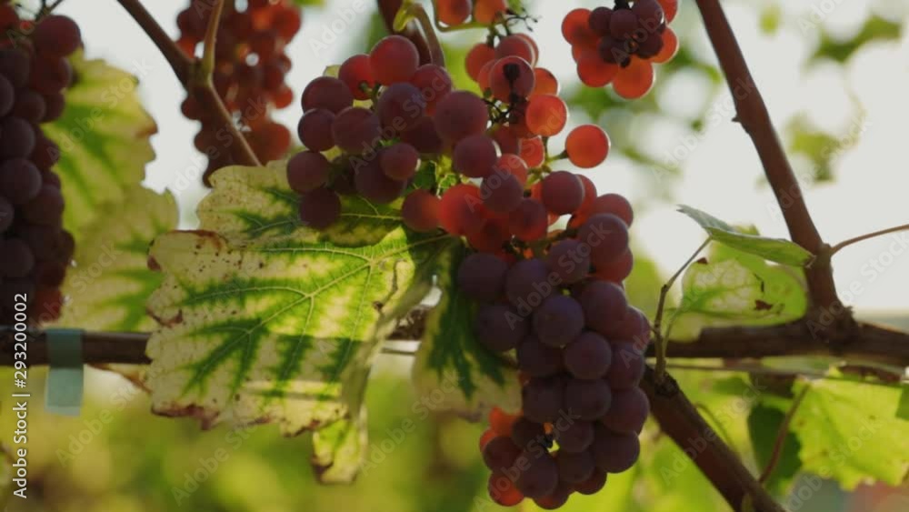Beautiful tasty ripe red grapes hanging on branches close-up. Autumn harvest grapevine in farmland. Food and agriculture. Beautiful tasty ripe red grapes hanging on branches close-up. Autumn harvest grapevine in farmland. Food and agriculture.