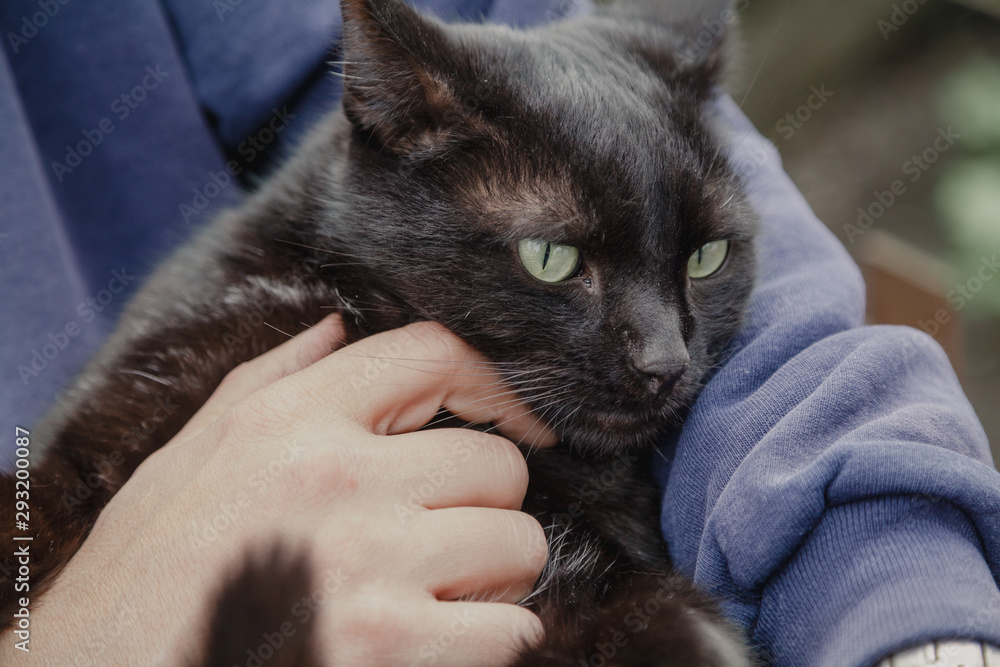 Beautiful black cat on hands close up
