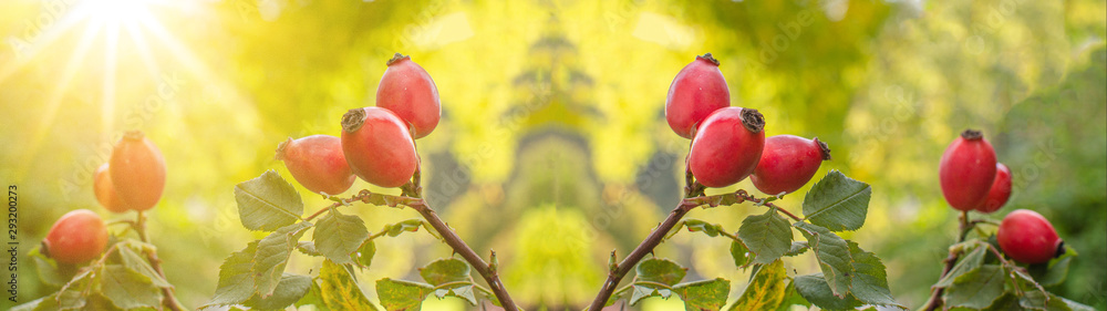 Εκτύπωση καμβά ripe red rosehip illuminated by the sun in autumn