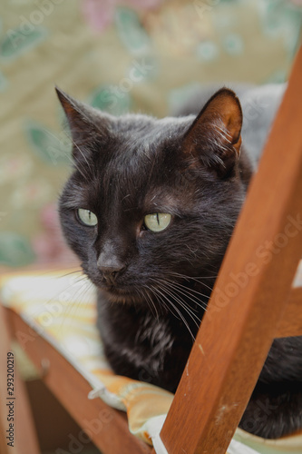 Portrait of black cat on wooden chair