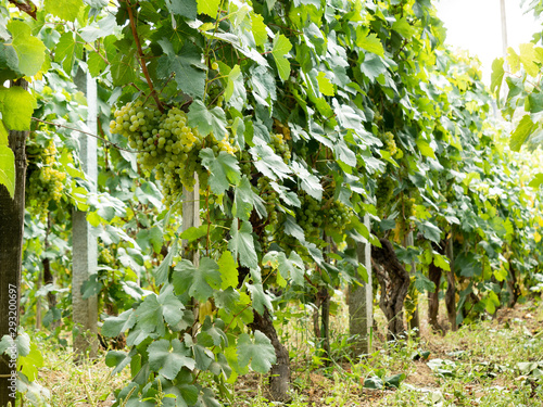 bunches of white grapes in vineyard