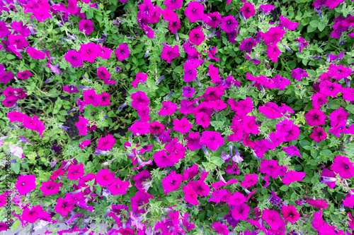 Background image of pink, scarlet petunias growing in the city Park.