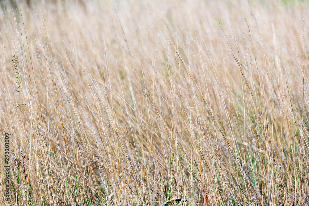 Fototapeta premium Background image of dry, Golden grass in the sunset light of sunlight.