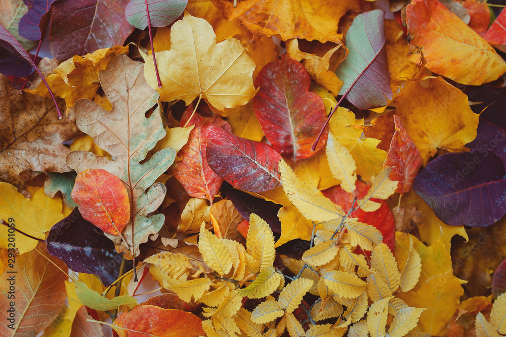 Colorful autumn leaves lie on the grass Colorful autumn leaves lie on the grass