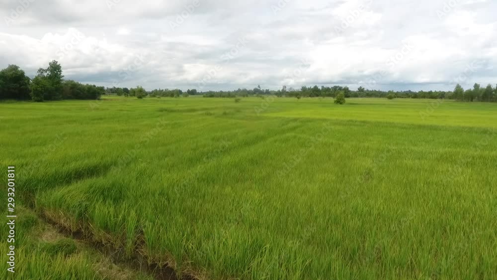 Aerial view of green rice fileds in countryside of Thailand Aerial view of green rice fileds in countryside of Thailand