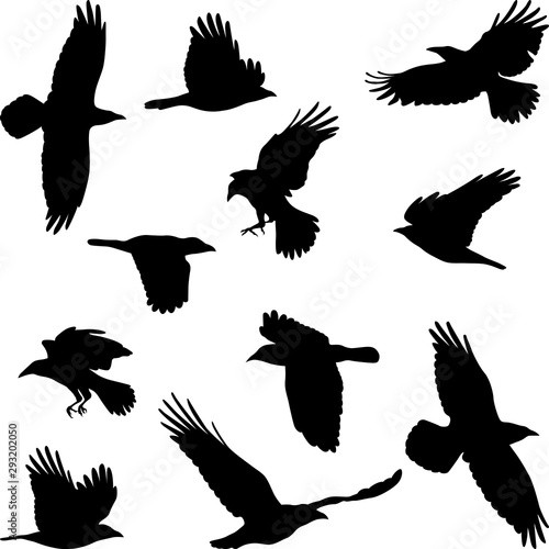 set of silhouettes of flying crow 