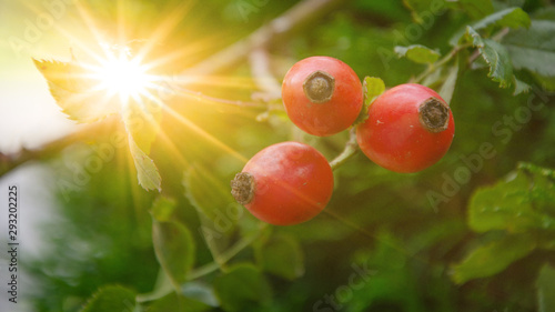 Photography ripe red rosehip illuminated by the sun in autumn