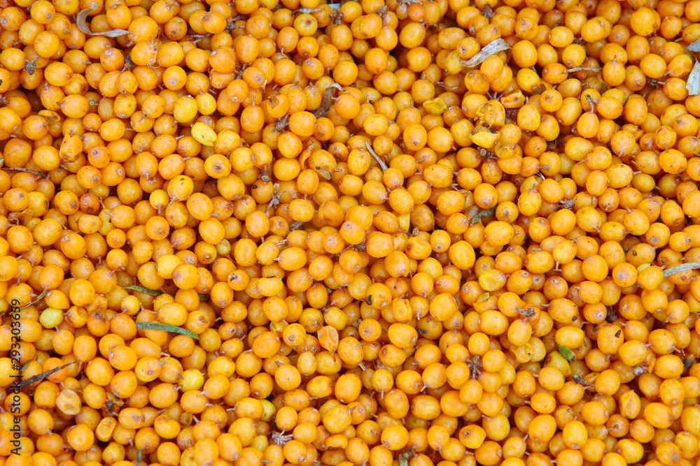 Sea buckthorn. Background of ripe berries Sea buckthorn. Background of ripe berries