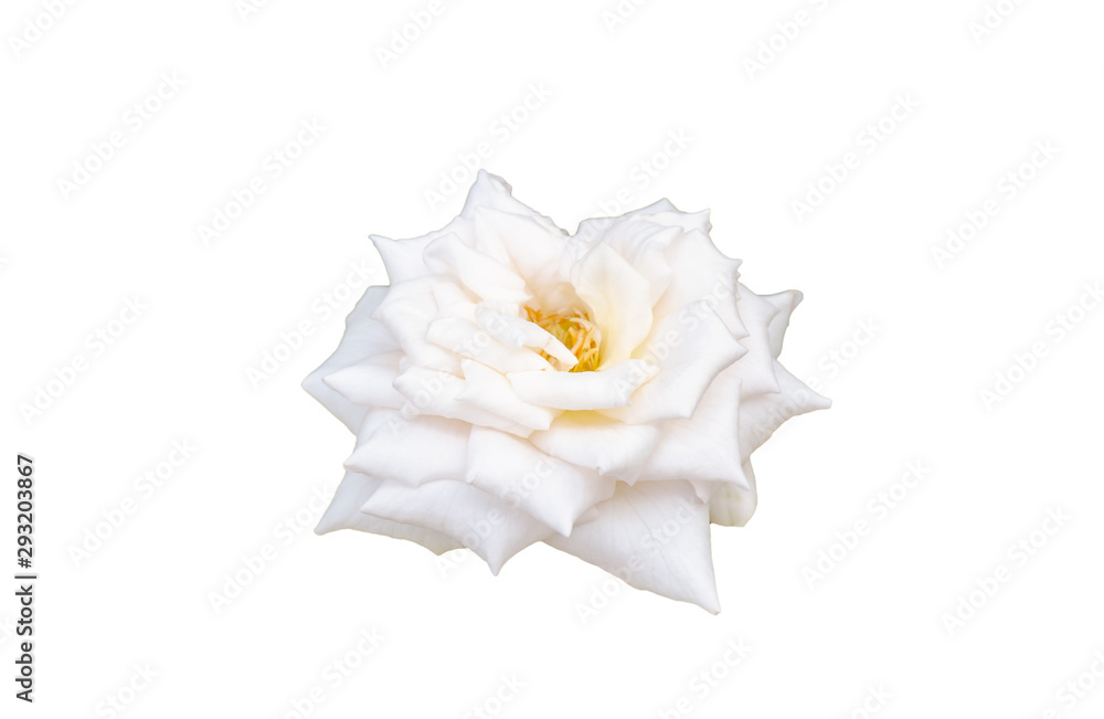White rose isolated on the white background with clipping path