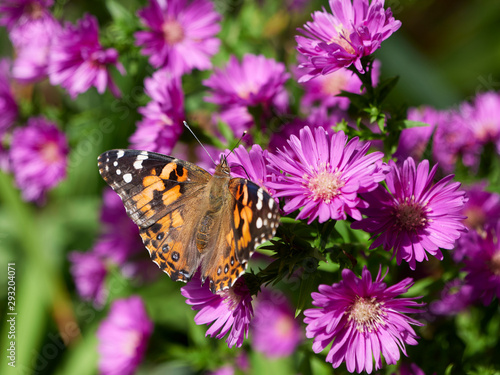 Monarch butterfly feeding on an aster in a garden © JimmyC
