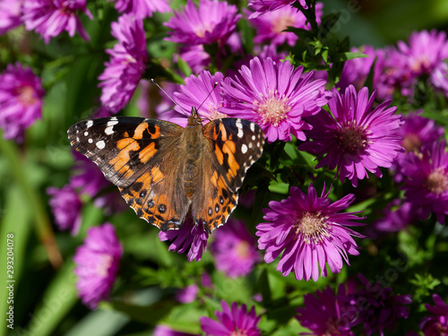Monarch butterfly feeding on an aster in a garden © JimmyC