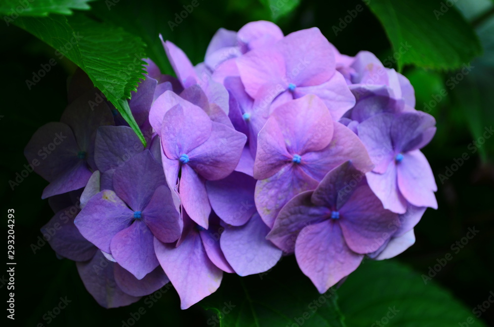 beautiful hydrangea flowers on a bush close up beautiful hydrangea flowers on a bush close up