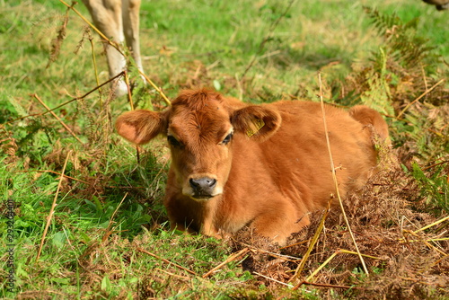Jersey Cow, U.K. Young calf in Autumn.