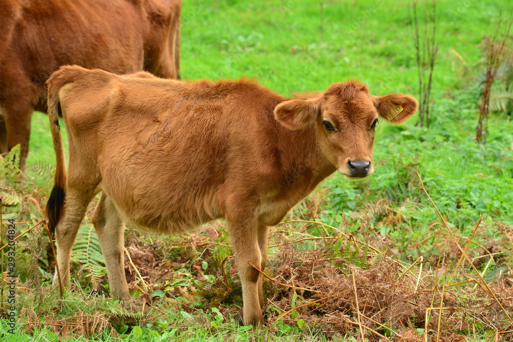 Jersey Cow, U.K. Young Calf in Autumn. Jersey Cow, U.K. Young Calf in Autumn.