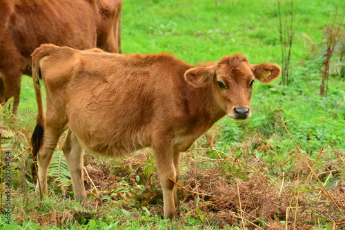 Jersey Cow, U.K. Young Calf in Autumn.