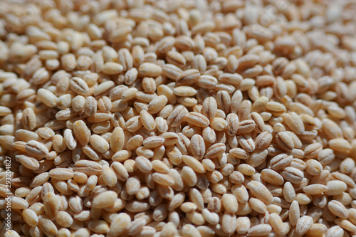 Barley grains close-up shooting